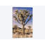 «Joshua Tree Views IV», impression sur toile-29284737-74743187-74743193