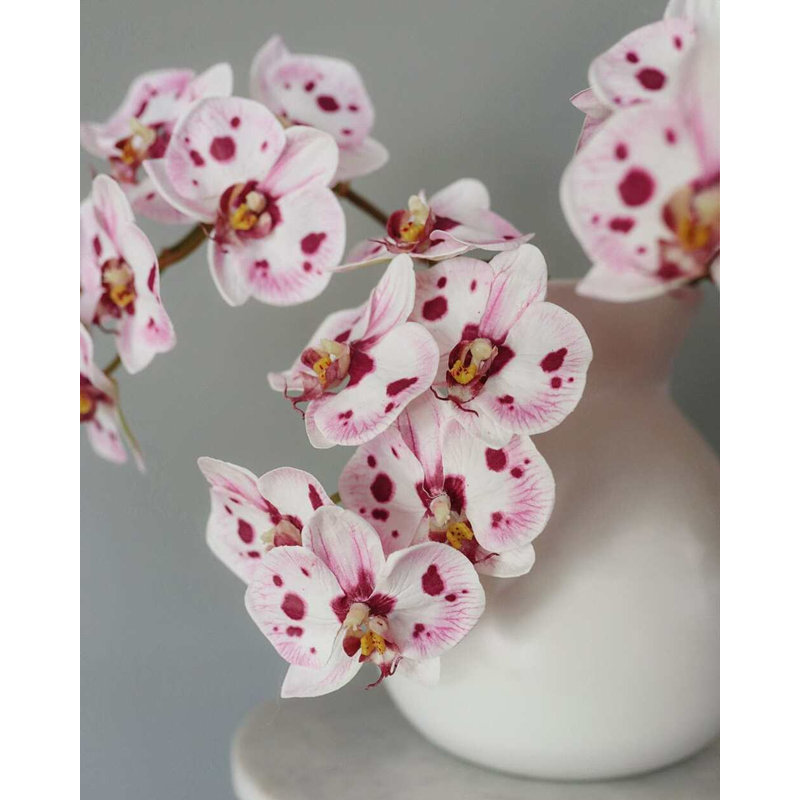 Pink Spotted Phalaenopsis Orchid 22”, White, 23" H x 3" W