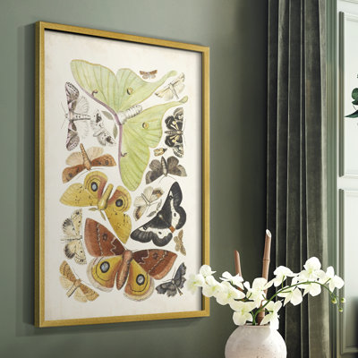 Antique Moths I Framed Print - Solid Wood