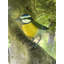 Bird Figurines & Sculptures