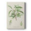Amande antique botanique III - galerie Cavas sur mesure-1996518081