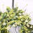 26" Spring Eucalyptus Daisy Front Door Wreath