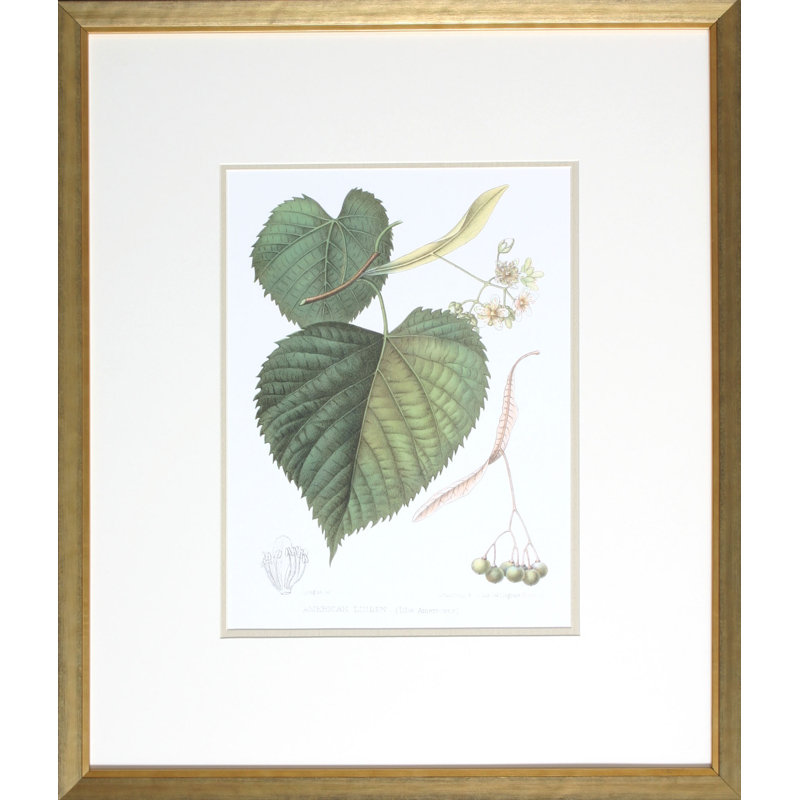 Antique American Linden Print by Linden