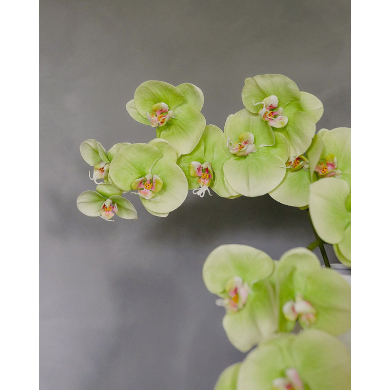Orchidée Phalaenopsis verte 33 po, Green, 33" H x 3" W