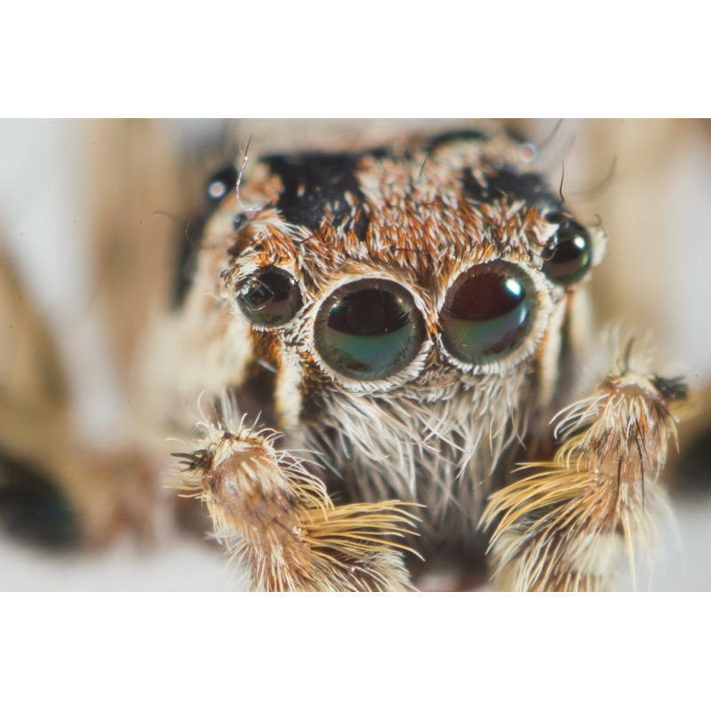 Cincere Spider par Genp Photo_Art - Photographie sur toile tendue, H 8 po x l 12 po x P 1,25 po