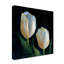 «White Tulips Black» par Galan, reproduction d'art sur toile tendue-30356452