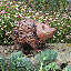 Metal Garden Anglo Hedgehog Statue