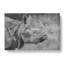 A Rhino - Wrapped Canvas Graphic Art-61854615