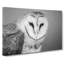 Barn Owl in Abstract - Wrapped Canvas-55315534