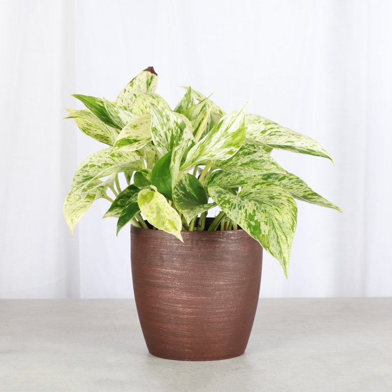 Marble Queen Pothos Plant in Pot, Copper