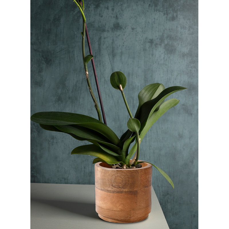 Gaylor Wood Cachepot, 4.75" H x 4.5" W x 4.5" D