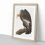 Californian Vulture by John Audubon - Picture Frame Painting Print-55513802-55513803