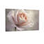 Plantes et fleurs rose tendre-1836776215