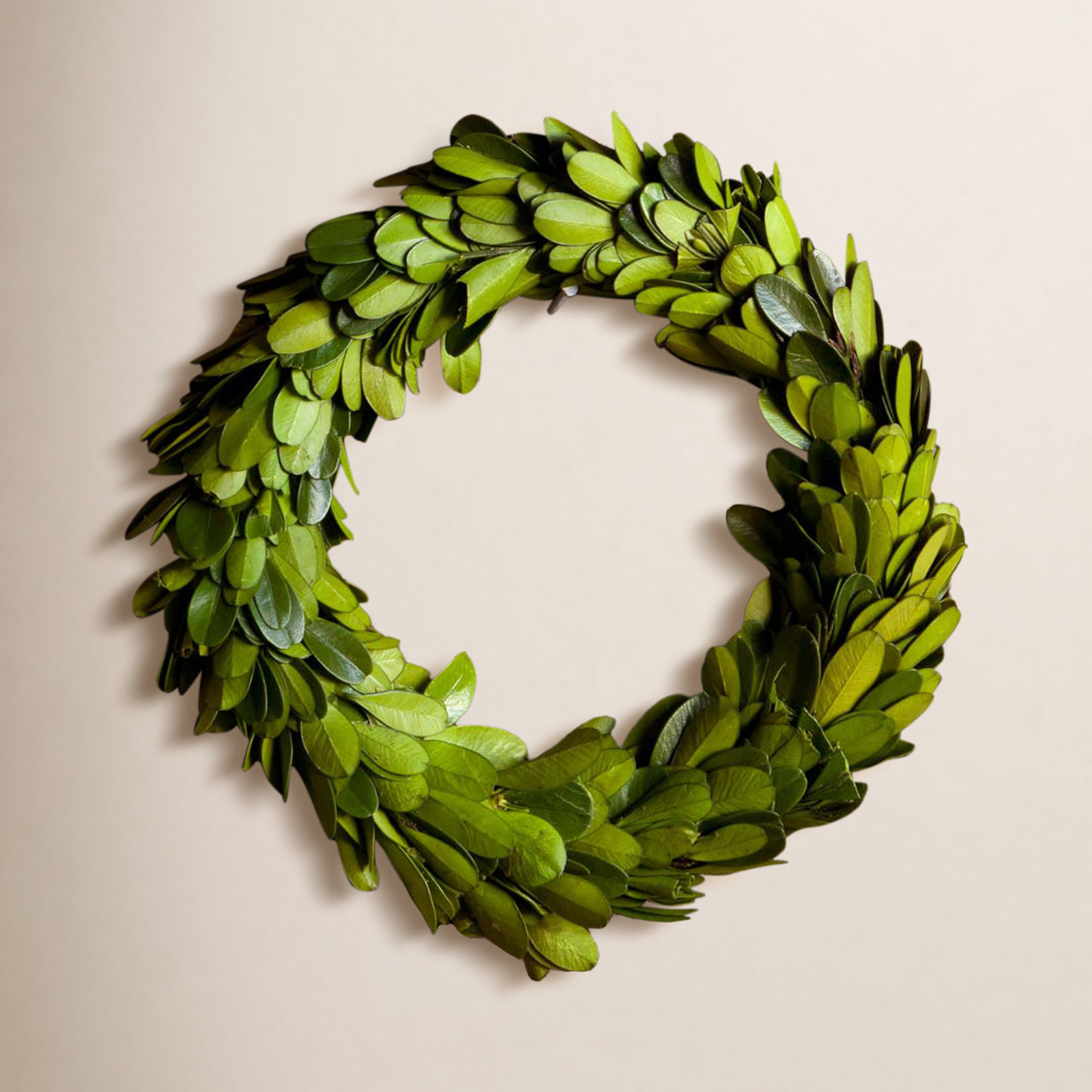 6'' Preserved Boxwood Wreath