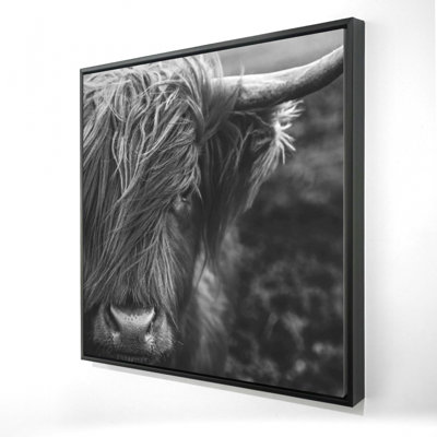«Portrait monochrome d'une vache des Highlands»