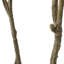 ARBRE À PIERIS 210CMTIFTIFS-727059638
