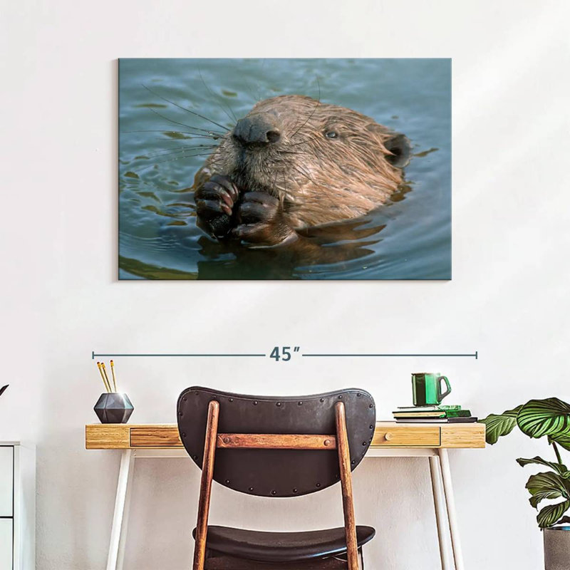 Castor dans l'eau, H 26 po x l 39 po