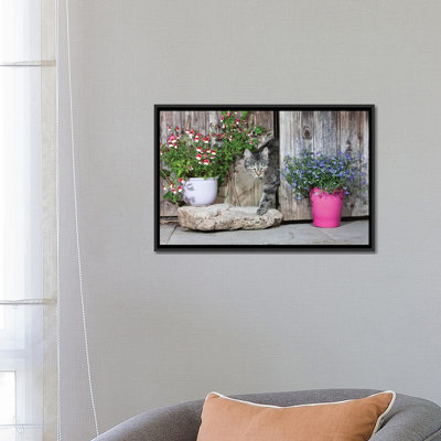 Domestic Cat Female Tabby Emerging From Shed, Lower Saxony, Germany by Duncan Usher - Single Picture Frame Graphic Art