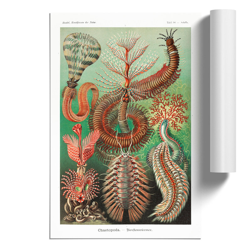 Chaetopoda Worms by Ernst Haeckel - No Frame Print, 30cm H x 21cm W x 0.1cm D