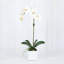 Orchid Arrangement In Vase-1326828206-1326828207