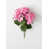 Rose est en rupture de stock