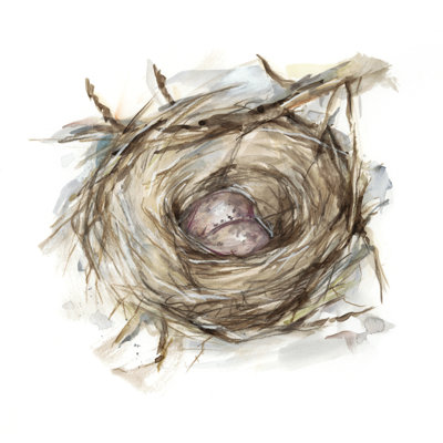 Étude de nid d'oiseau IV