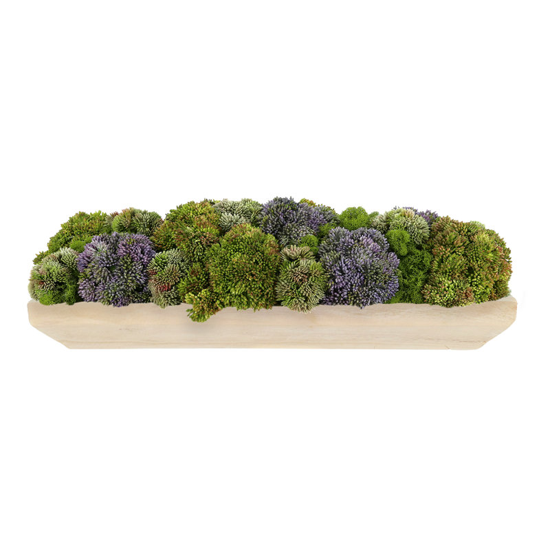Assorted Sedum and Moss Arranged in Wood Planter, Violet/Green