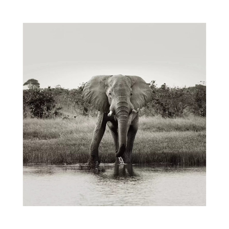 B and W Elephant Drinking 1 Piece Wrapped Canvas Wall Art, 45.72 cm H x 45.72 cm W x 3.175 cm D