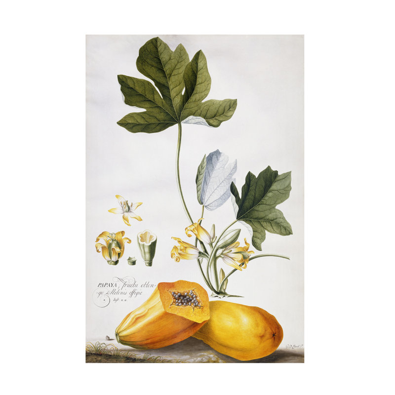 Art sur toile, Georg Dionysius Ehret, H 19 po x l 12 po