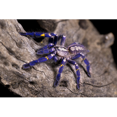 " Poecilotheria Metallica "