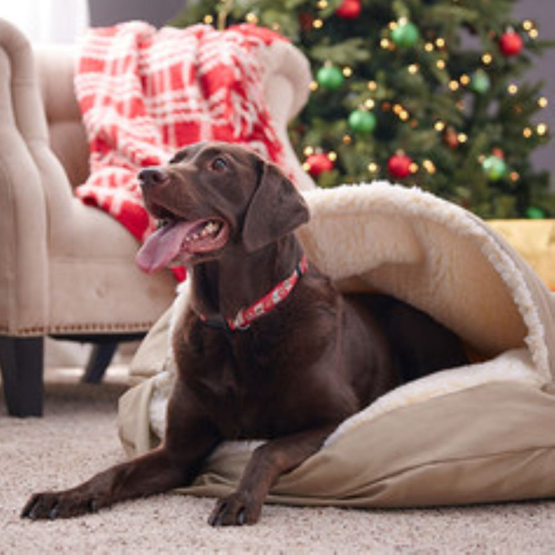 Lit pour chien Snoozer Cozy Cave, Grand (l 35 po x P 35 po x H 13 po), Kaki