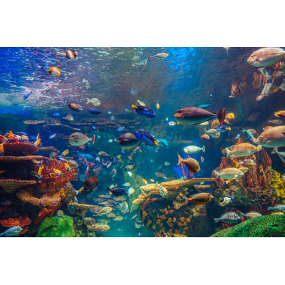 Tropical Fishes - Wrapped Canvas Print
