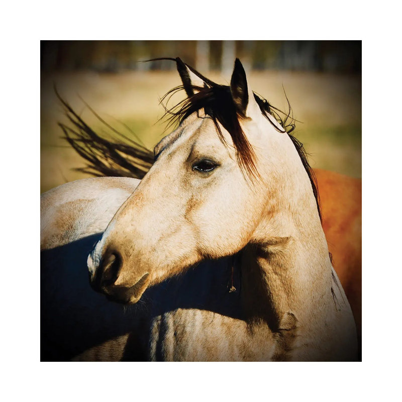 Horse Profile by Susan Vizvary - Wrapped Canvas Print, 45.72 cm H x 45.72 cm W x 3.175 cm D