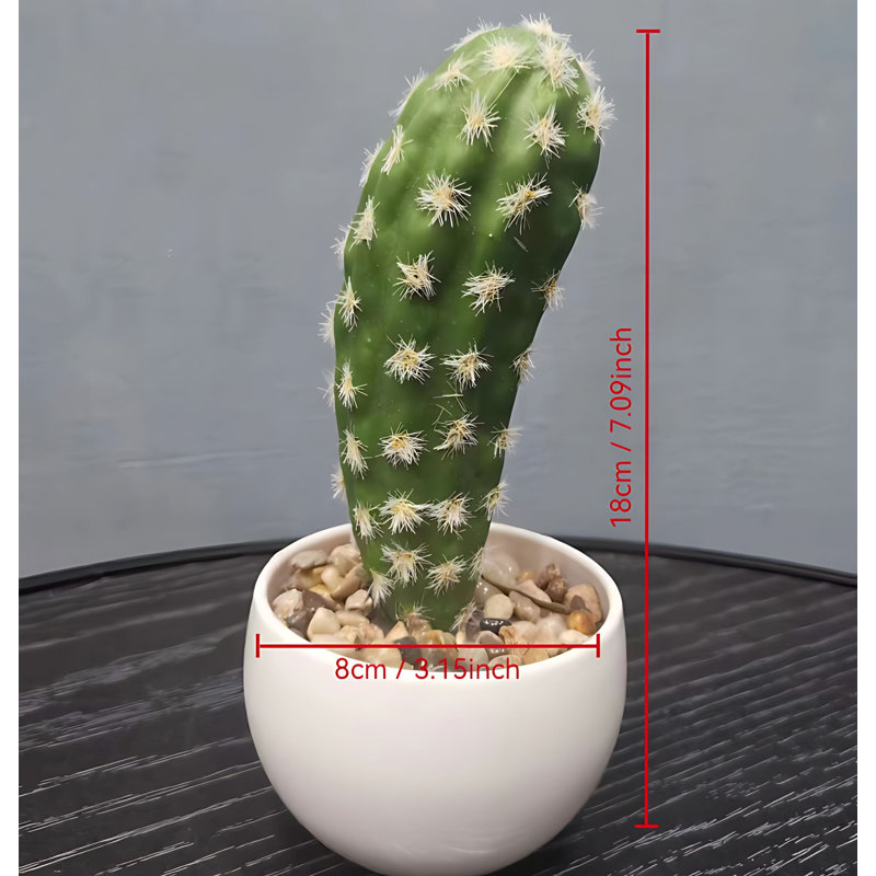 Cactus 7,08 po