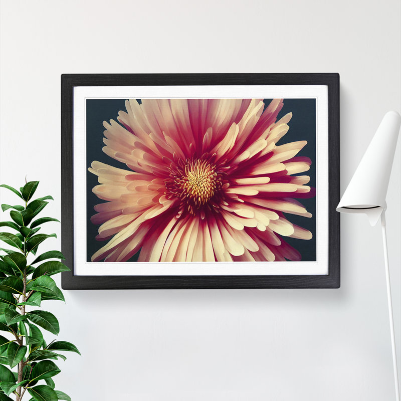 Fancy Chrysanthemum Flower - Single Picture Frame Print, 34cm H x 46cm W x 2cm D, Black
