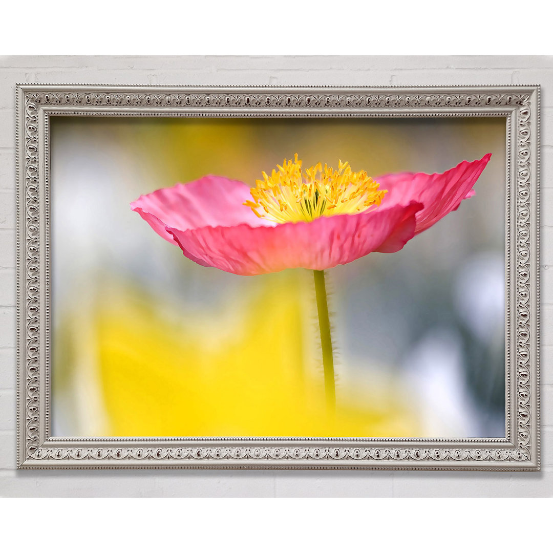 Einzelner rosa Mohn im Garten - Einzelner Bilderrahmen Kunstdrucke