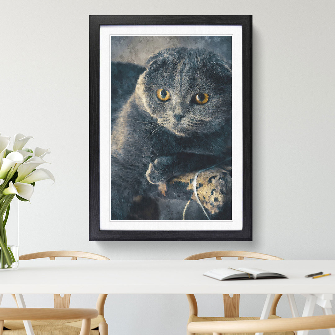 Scottish Fold Cat - Framed Print