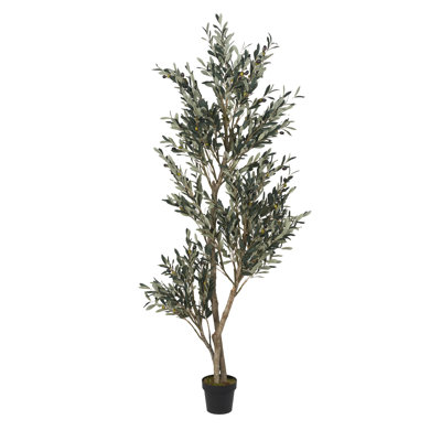 7' Olive Tree in Black Nursery Pot