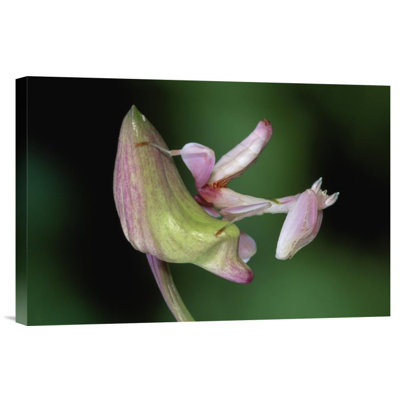 " Orchid Mantis Camouflaged On Flower "