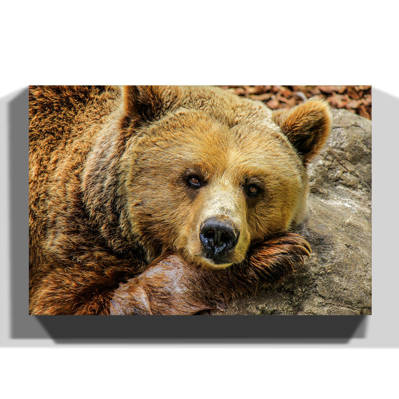 Grizzly Brown Bear Photographic - Wrapped Canvas, 70cm H x 100cm W
