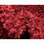 Carlosadrian Oriental Indoor Rug-1183897715