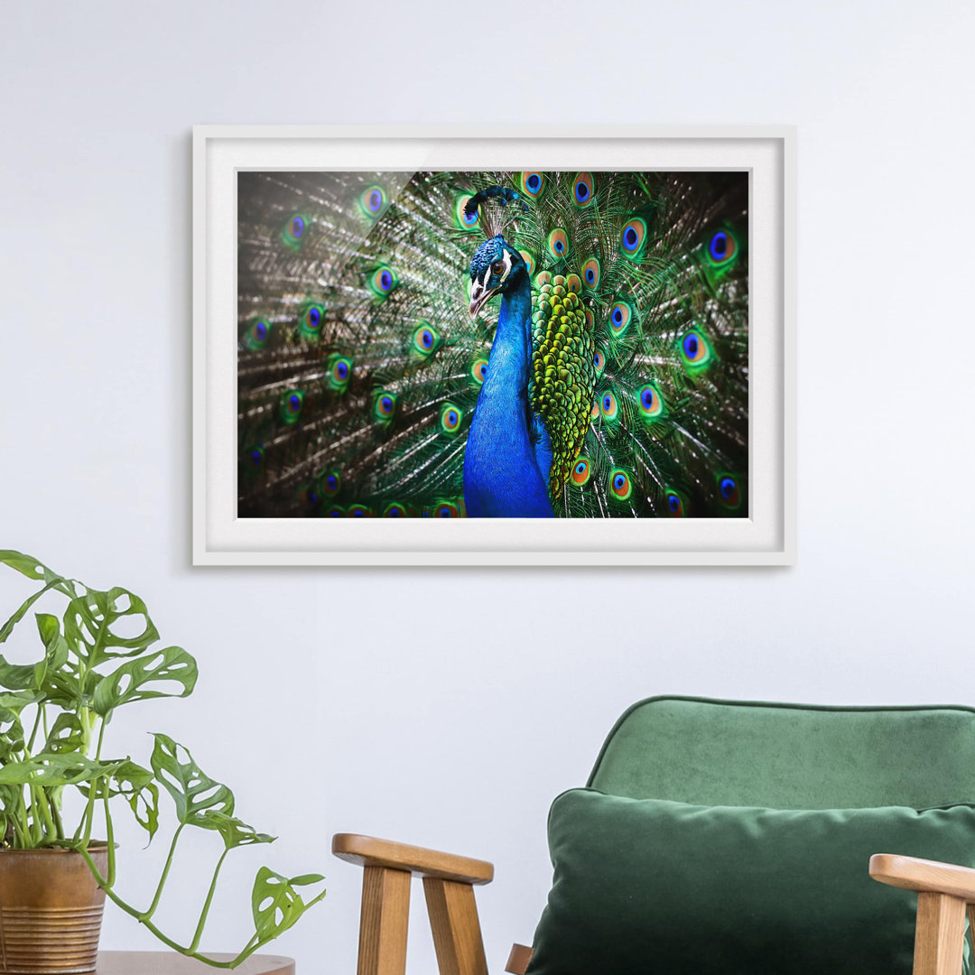 Gerahmtes Poster Elegant Peacock