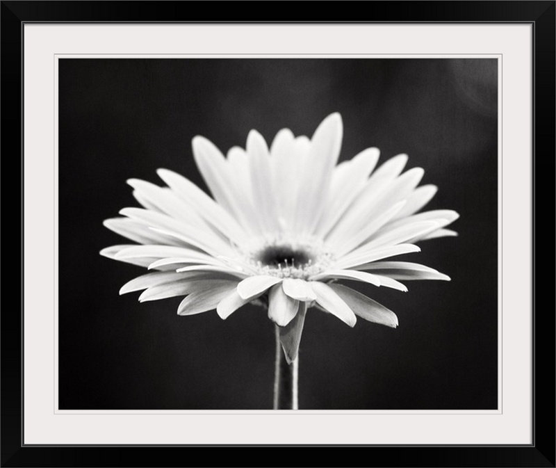 «Kema Daisy», Carolyn Cochrane, reproduction de photo, H 27 po x l 32 po x P 1 po, Cadre noir