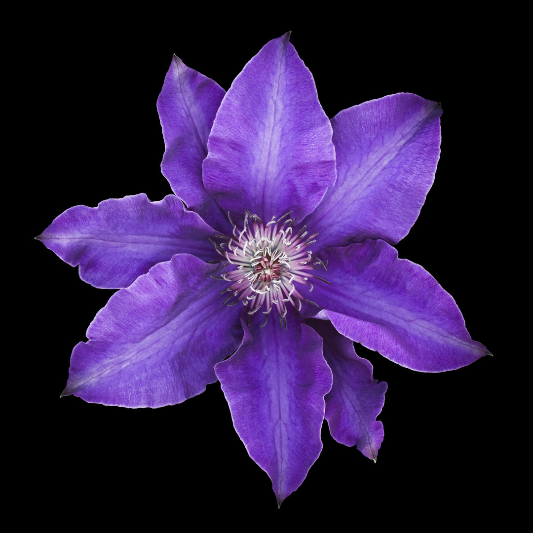 Lila Clematis Blume von OGphoto - Kunstdrucke auf Leinwand ohne Rahmen