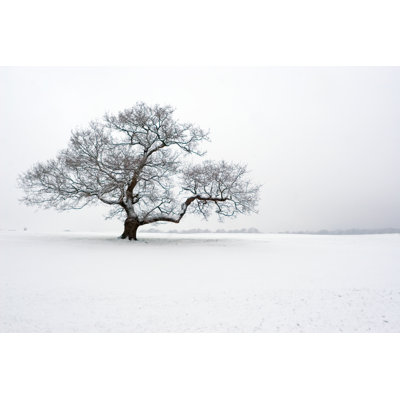 Chêne d'hiver dans la neige par Vandervelden