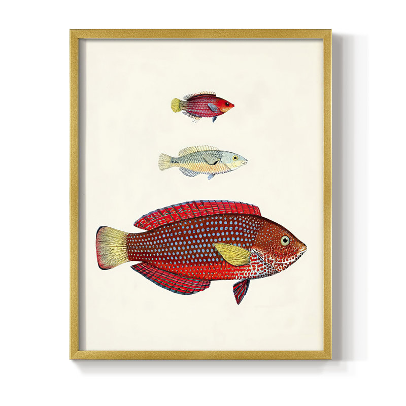 «Colorful Tropical Fish II», reproduction encadrée - bois massif, Encadrement doré, H 20 po x l 16 po