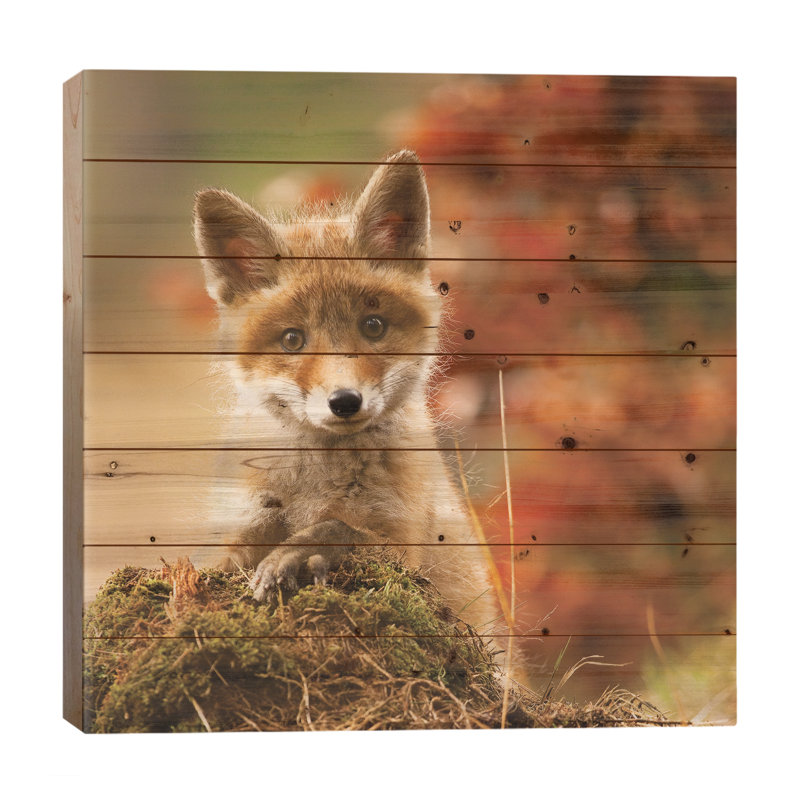 " Fox " by Robert Adamec