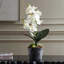 Laris Orchid Drop-In