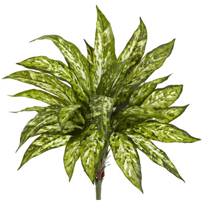 Plante à feuillage de plancher aglaonema