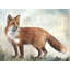Fox In Woods Painting by Michelle Bennett-25706352-25706353
